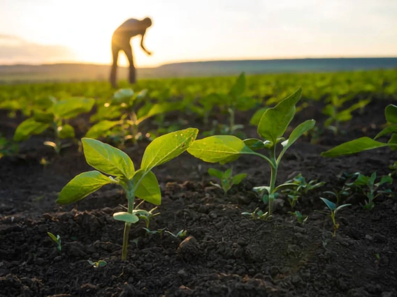 A person in an angricultural field