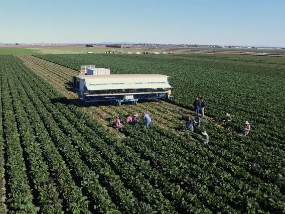 Picture of growers picking crops in Yuma