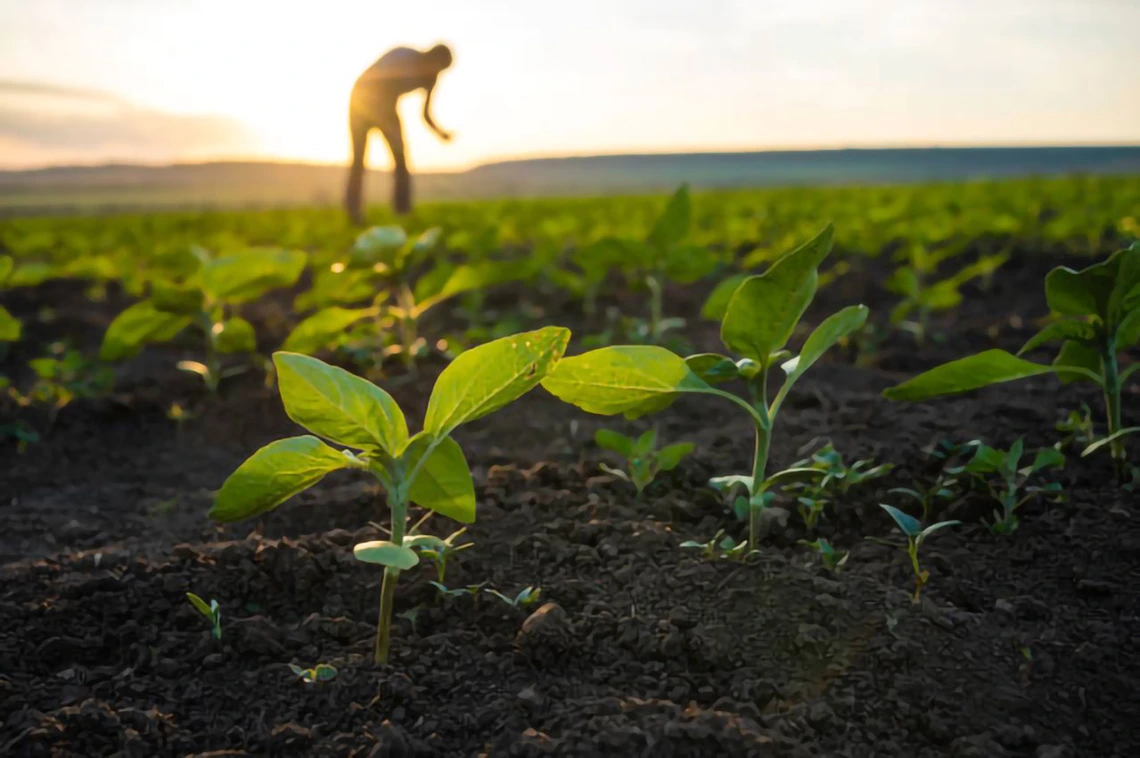 A person in an angricultural field
